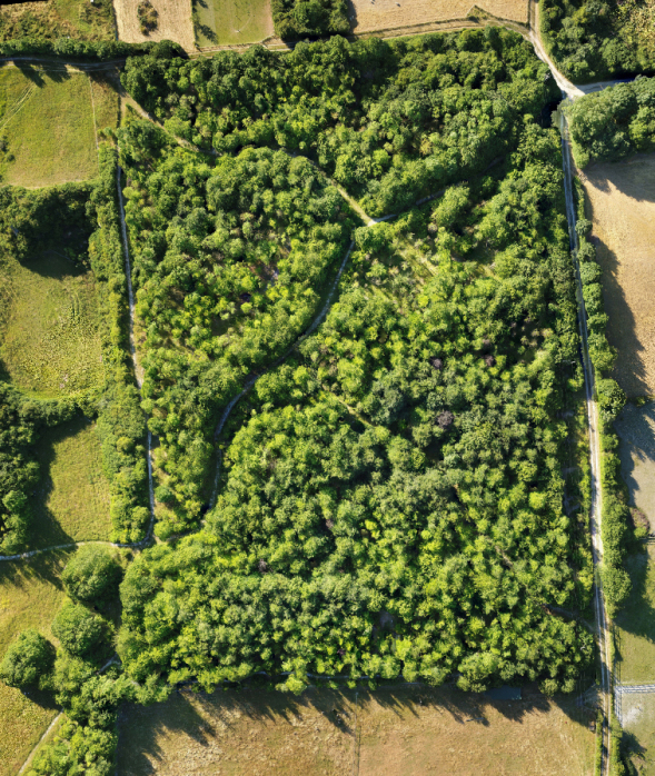 Aerial View of Reach Wood